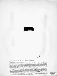 Ceratostomella rostrata image
